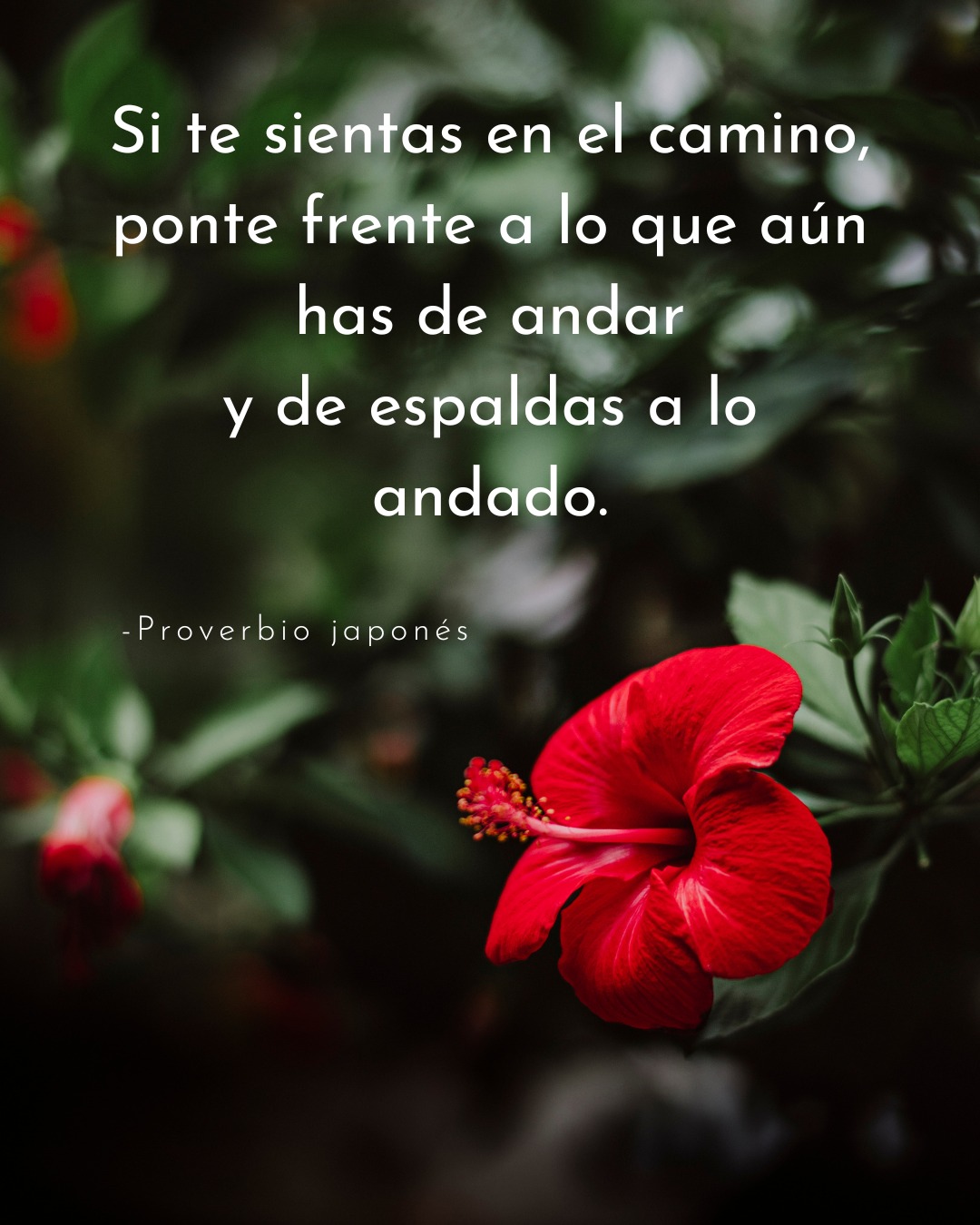 A vibrant red hibiscus flower stands out against dark green foliage, featuring a Japanese proverb about facing the future  while leaving the past behind.